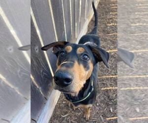 Madeline - Female Doberman Pinscher-Pointer Mix Dog for Adoption - Photo #21