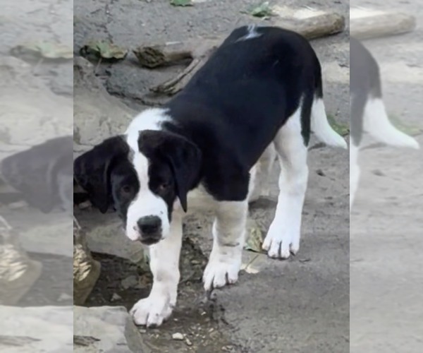 Medium Photo #4 Cane Corso-Saint Bernard Mix Puppy For Sale in WORCESTER, MA, USA