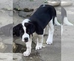 Small #3 Cane Corso-Saint Bernard Mix