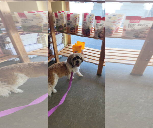 Medium Photo #6 Shih Apso Puppy For Sale in Sanford, FL, USA