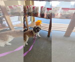 Small #5 Shih Apso
