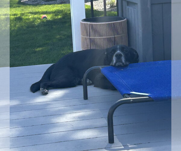 Medium Photo #7 Collie-Labrador Retriever Mix Puppy For Sale in Oakhurst, NJ, USA
