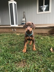 Doberman Pinscher Puppy for sale in POST FALLS, ID, USA
