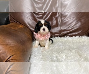 Cavalier King Charles Spaniel Puppy for sale in CAMPBELLSVILLE, KY, USA