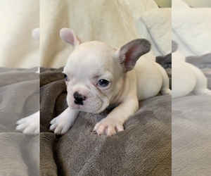 French Bulldog Puppy for sale in JOHNS ISLAND, SC, USA