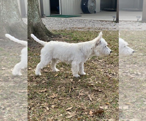 Medium Photo #1 West Highland White Terrier Puppy For Sale in VILLE PLATTE, LA, USA