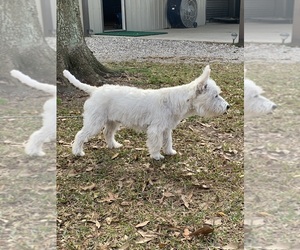 Father of the West Highland White Terrier puppies born on 12/16/2025