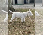 Small Photo #1 West Highland White Terrier Puppy For Sale in VILLE PLATTE, LA, USA