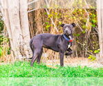 Small #1 American Pit Bull Terrier-Labrador Retriever Mix