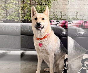 Sunny - Female Siberian Husky-Unknown Mix Dog for Adoption - Photo #2