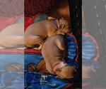 Small #3 Dachsador