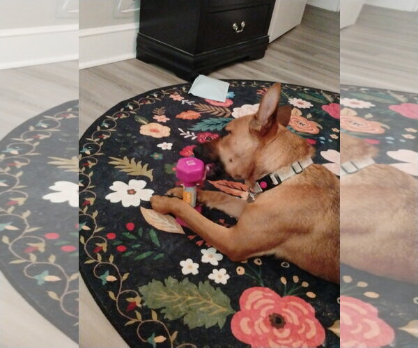 Medium Photo #4 Mutt Puppy For Sale in Holly Springs, NC, USA