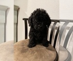 Small Photo #1 Poodle (Standard) Puppy For Sale in CHEYENNE, WY, USA