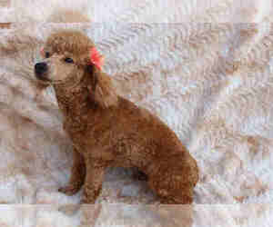 Mother of the Cavapoo puppies born on 04/14/2022