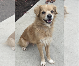 Buddy - Male Cocker Spaniel-Unknown Mix Dog for Adoption - Photo #4