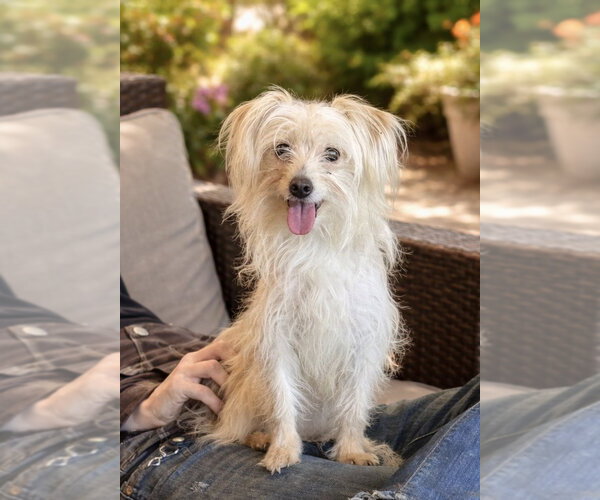 Medium Photo #2 Silky Terrier-Unknown Mix Puppy For Sale in Phoenix, AZ, USA
