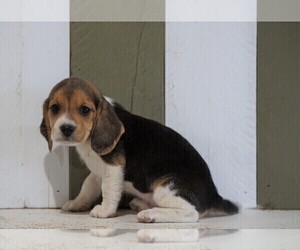 Beagle Puppy for sale in FREDERICKSBG, OH, USA