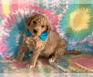 Goldendoodle Puppy for sale in LANCASTER, PA, USA