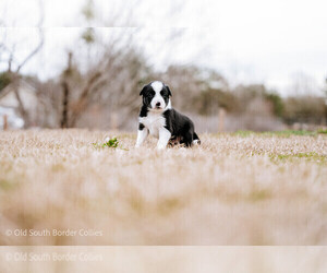 Border Collie Puppy for Sale in FLORENCE, South Carolina USA