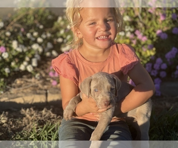 Medium Photo #10 Weimaraner Puppy For Sale in WILLOWS, CA, USA