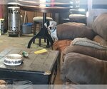 Small Photo #4 Dalmatian-Labrador Retriever Mix Puppy For Sale in Rockdale, TX, USA