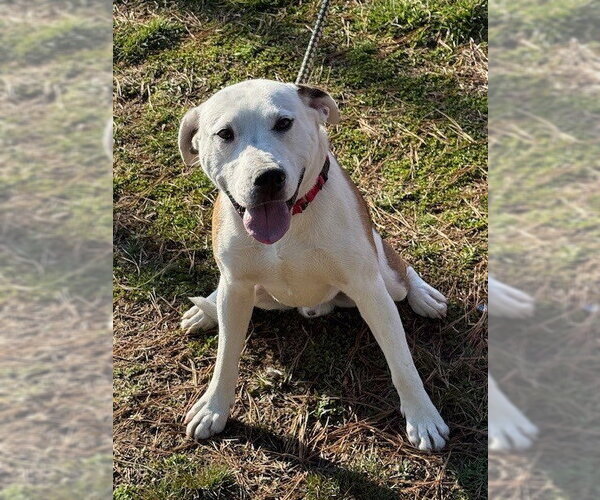 Medium Photo #2 Bulldog-Unknown Mix Puppy For Sale in Manahawkin, NJ, USA
