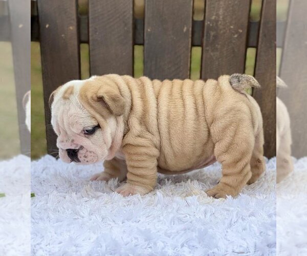 Medium Photo #2 Bulldog Puppy For Sale in QUEEN ANNE, WA, USA
