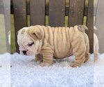 Small Photo #2 Bulldog Puppy For Sale in QUEEN ANNE, WA, USA