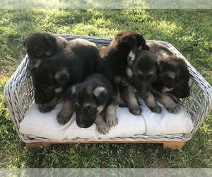 German Shepherd Dog Puppy for sale in STOKESDALE, NC, USA