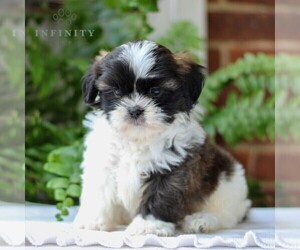 Shih Tzu Puppy for sale in GORDONVILLE, PA, USA