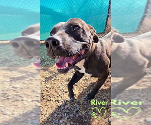 Mutt Dogs for adoption in Monte Vista, CO, USA