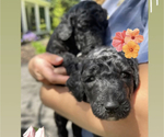 Small Photo #4 Goldendoodle Puppy For Sale in LOTHIAN, MD, USA