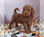 Small Photo #4 Goldendoodle Puppy For Sale in FRYTOWN, IA, USA