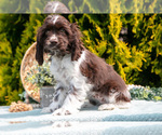 Small #2 Cocker Spaniel