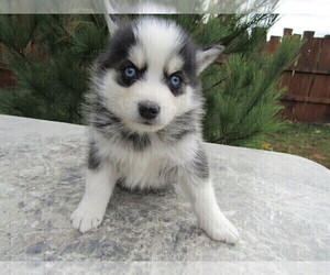 Pomsky Puppy for sale in NORTHWOOD, OH, USA