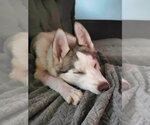 Small Photo #3 Siberian Husky-Unknown Mix Puppy For Sale in Raleigh, NC, USA