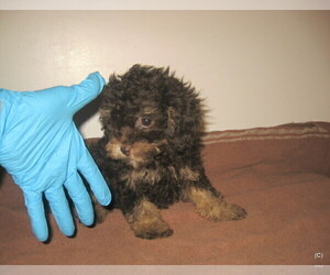 Poodle (Toy) Puppy for Sale in BAKERSFIELD, California USA