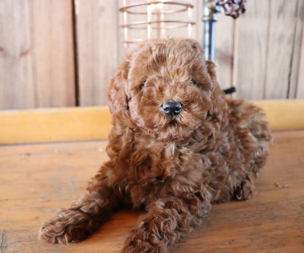 Medium Photo #2 Poodle (Toy) Puppy For Sale in HONEY BROOK, PA, USA