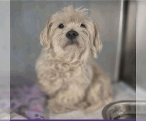 Mal-Shi Dogs for adoption in Lakewood, CO, USA