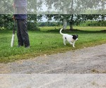 Small #3 Border Collie
