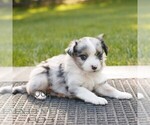 Small #2 Miniature Australian Shepherd