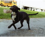 Small #4 Labrador Retriever Mix