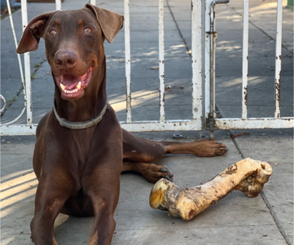 Medium Photo #1 Doberman Pinscher Puppy For Sale in ONTARIO, CA, USA