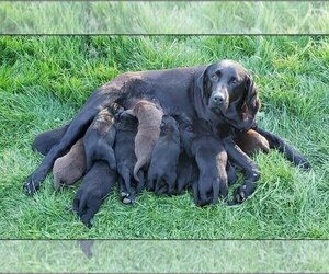 Mother of the Labrador Retriever puppies born on 10/04/2022