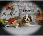 Small Photo #51 Cavalier King Charles Spaniel Puppy For Sale in CHANUTE, KS, USA