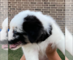 Small Photo #3 Australian Shepherd Puppy For Sale in SALADO, TX, USA