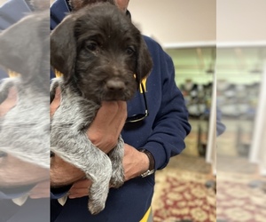 Wirehaired Pointing Griffon Puppy for sale in COLORADO SPRINGS, CO, USA