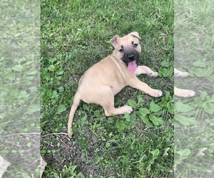American Pit Bull Terrier-German Shepherd Dog Mix Puppy for sale in SOUTH SIOUX CITY, NE, USA