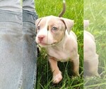 Puppy Puppy 2 Willie American Bully