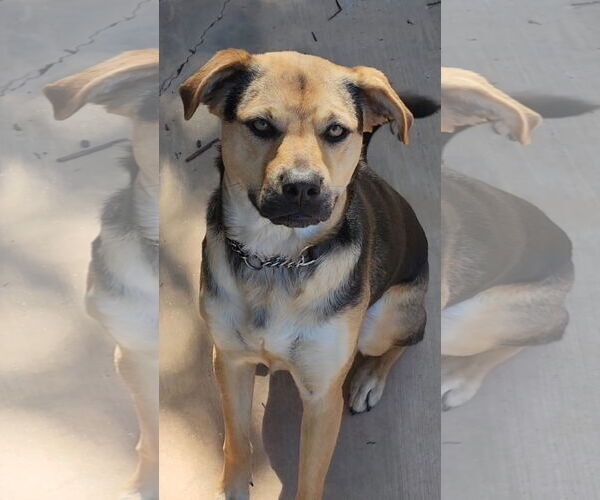 Medium Photo #8 Beagle-Unknown Mix Puppy For Sale in Escondido, CA, USA